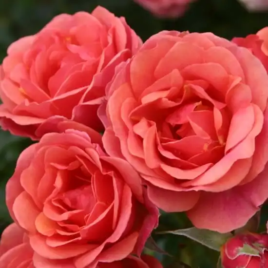 Trandafiri miniaturi / pitici - Trandafiri - Mandarin ® - 